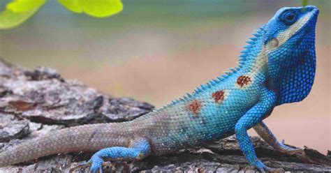 Blue Water Dragon Lizard