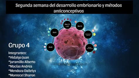 Introducir Imagen Segunda Semana Del Desarrollo Embrionario