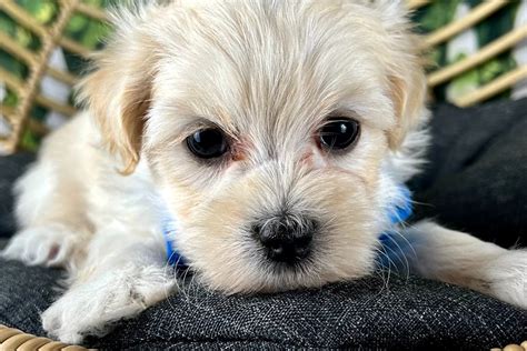 Francisco Malti Poo Puppy B C Pawrade