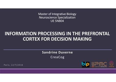 Prefrontal Cortex & Decision Making: the modular and circuit-based ...