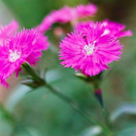 Las mejores flores para perfumar tu jardín