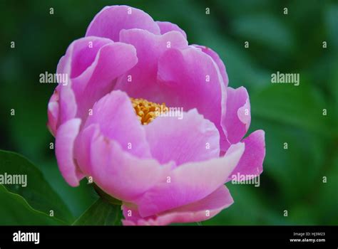 Pink Gardenia close-up Stock Photo - Alamy