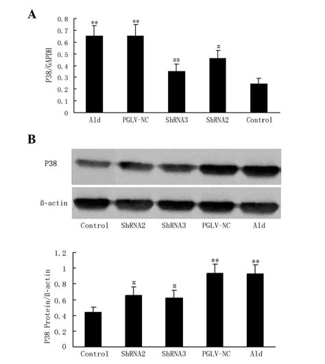 Lentiviral Mediated P38 MAPK RNAi Attenuates Aldosterone Induced