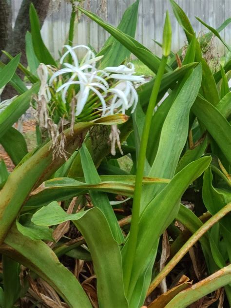 White Spider Lily Crinum asiaticum Bulbs | Etsy