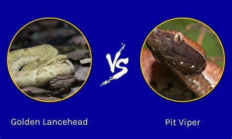 Golden Lancehead vs Pit Viper: What Are the Differences? - IMP WORLD