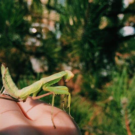 Premium Photo Cropped Hand Holding Insect