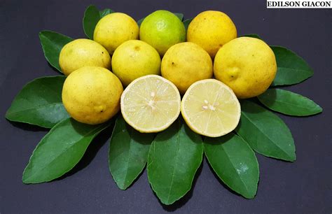 Blog Do Viveirista Limão Galego Galeguinho Citrus Aurantifolia