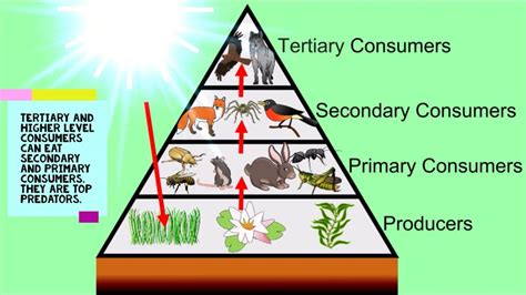 Producer Consumer Decomposer Examples