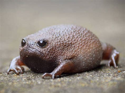 Catch A Sight Of African Rain Frogs That Look Like Angry Avocados