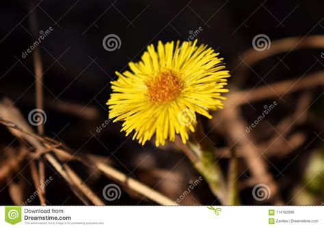 Yellow flower Tussilago stock image. Image of background - 114162699