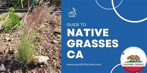 Native Grasses For California Id Pics Pond Informer