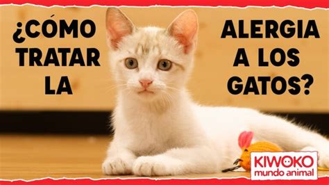 Productos Para Reducir Alergia A Gatos Gu A Completa Actualizado