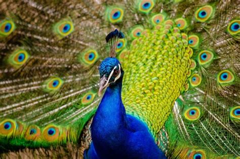kostenlose foto vogel flugel tier muster schnabel fauna pfau
