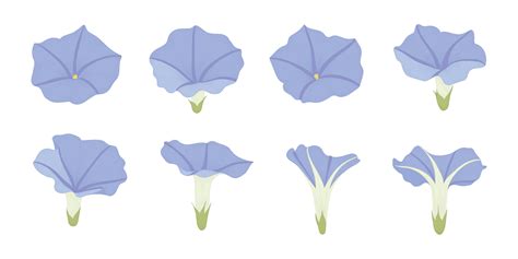 Set of blue morning glory blooming flowers illustration. 7653614 Vector ...