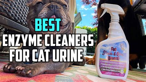 Top 6 Best Enzyme Cleaners For Cat Urine Review 2023 Cat Urine Odor From Mattress Sofa