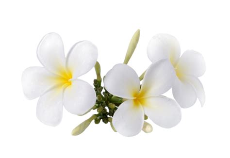 Frangipani Flower Isolated White Background Isolated Scent Bali