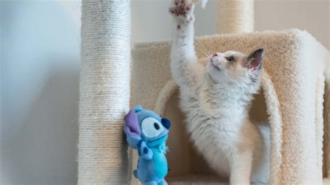 These Adorable Felines Are Available For Adoption This International