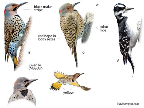 Northern Flicker Juvenile