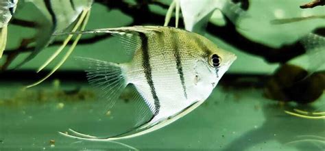 Rio Nanay Peru Altum Angelfish Pterophyllum Scalare