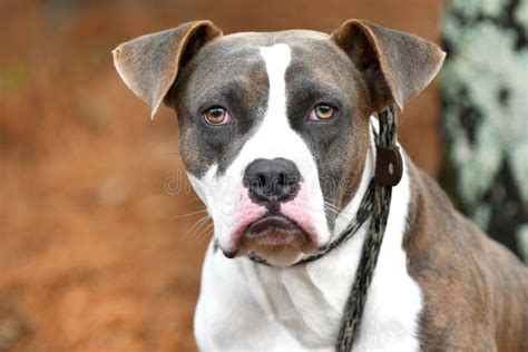 Light Brindle Boxer And Pitbull Terrier Mix Breed Dog Outside On Leash