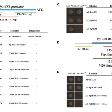 | PpILR1 binds directly to the PpACS1 promoter. (A) The PpACS1 promoter ... 