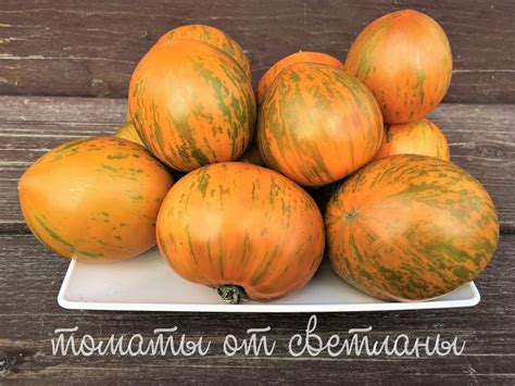 Сияние Вавилона (ПРОЕКТ "DWARF TOMATO") - семена томатов