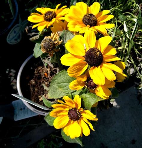 Growing Black Eyed Susans For Enduring Color In Your Garden