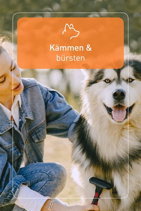 Kämmen bürsten Hunde Hundehaltung Entwurmung hund