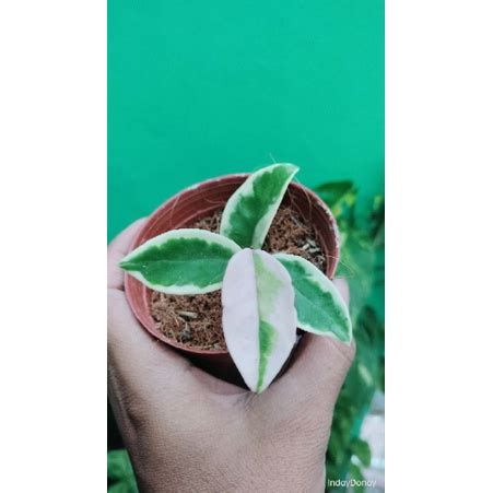 HOYA CARNOSA CRIMSON QUEEN LIVE PLANTS 4 LEAVES Shopee Philippines