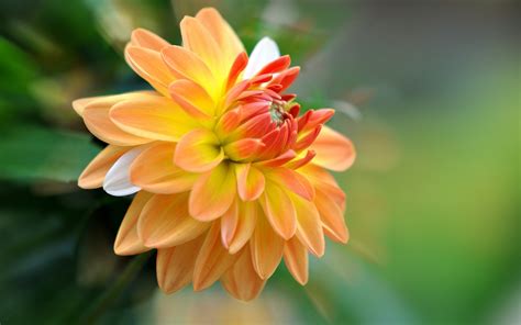 🔥 Free Download Dahlia Wallpaper By Wroberts5 Wallpapersafari