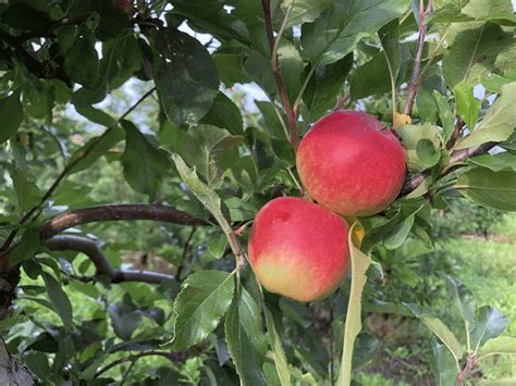 Apfelsaft aus der Region Ist Streuobstwiese out Heimische Äpfel