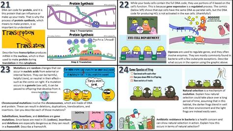 Amoeba Sisters Video Recap Dna Replication Answer Key Clear