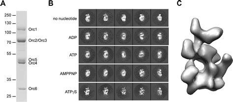 Figures And Data In A Meier Gorlin Syndrome Mutation In A Conserved C