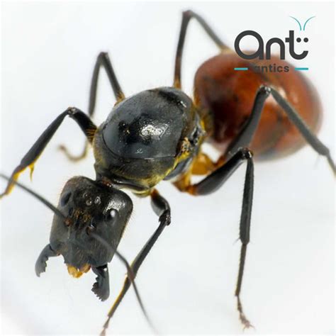 Dinomyrmex Gigas | Ant Antics