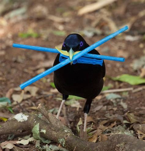 Satin Bower bird collecting decorations for his bower! The Satin ...