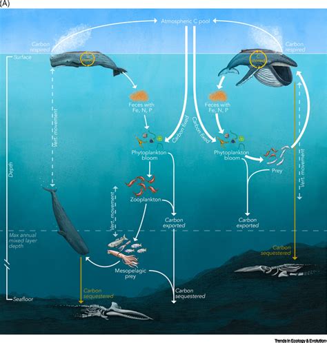 The Role Of Whales In The Carbon Cycle TrendRadars