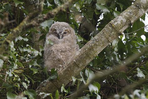 Jeune Chouette Hulotte Strix Aluco Tawny Owl Deux Jeune Flickr