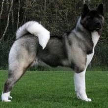 Akita Colors and Patterns * Akita Dogs and Puppies