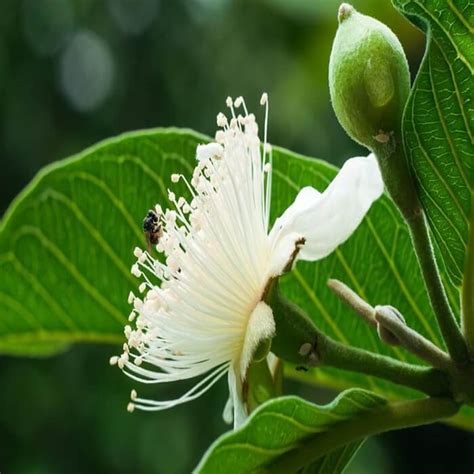 Psidium Guajava Flower