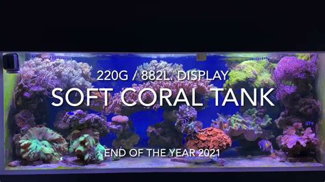 Soft Coral Reef Tank 2021 End Youtube