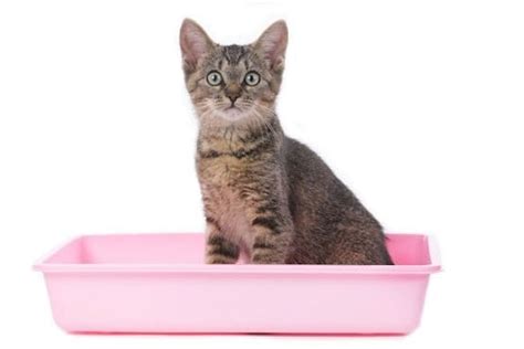 Purrfect Solution for a Stinky Cat Litter Box