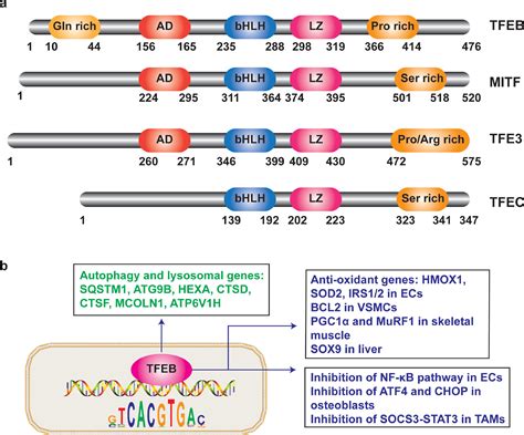 Transcription Factor EB Regulates Cardiovascular Homeostasis EBioMedicine