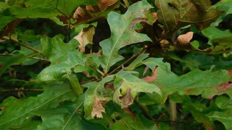 Why Are Oaks Declining Dr Dave Describes 3 Oak Diseases Maryland Grows