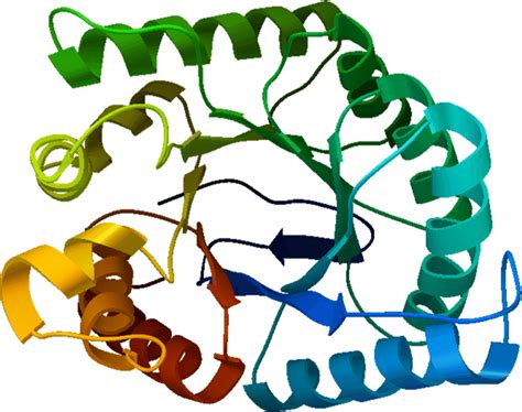 The secondary structure calculations of chain A and its pterin binding ...