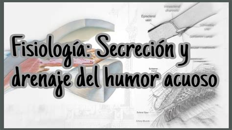 Oftalmolog A Secreci N Y Drenaje Del Humor Acuoso Youtube