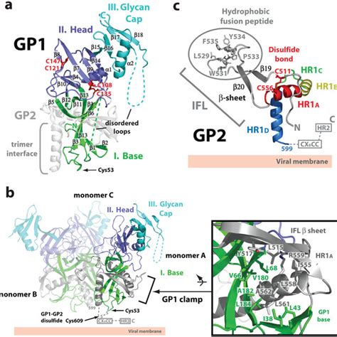 Structure Of Zaire EBOV GP A Domain Schematic Of GP Domains Observed