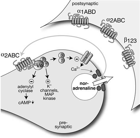 Dopamine receptor D2 | Wiki | Everipedia