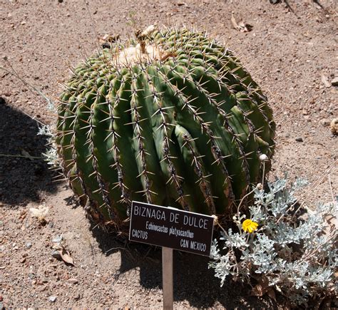 Echinocactus platyacanthus (Biznaga de dulce)