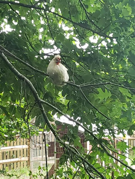 Pidgey used Fly! Its not very effective... : BackYardChickens