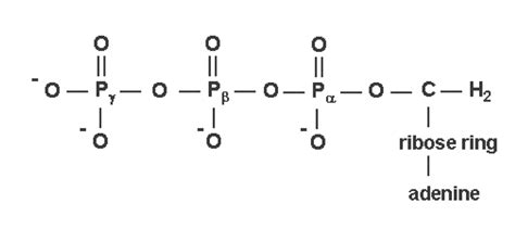 1: Chemical structure of ATP. Three phosphorus atoms have different... | Download Scientific Diagram